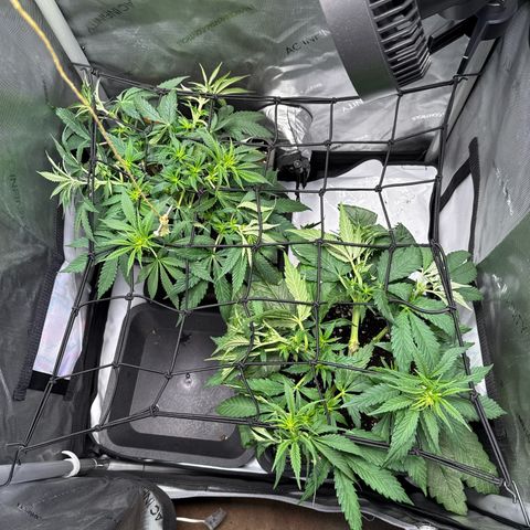 Super Silver Haze growlog timeline photo