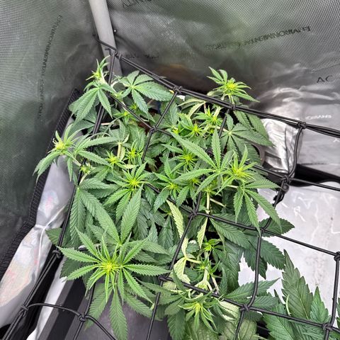 Super Silver Haze growlog timeline photo