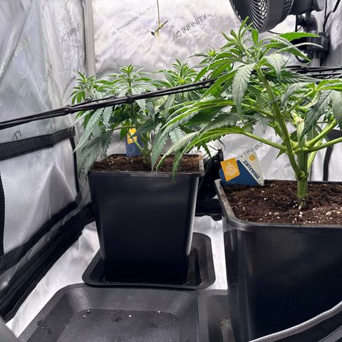 Super Silver Haze growlog timeline photo