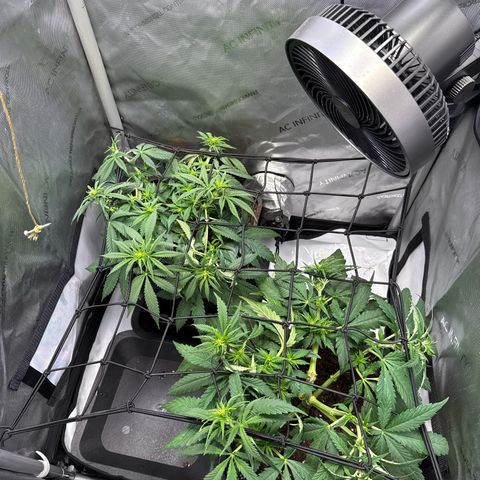 Super Silver Haze growlog timeline photo