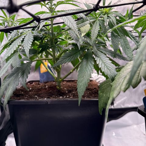 Super Silver Haze growlog timeline photo
