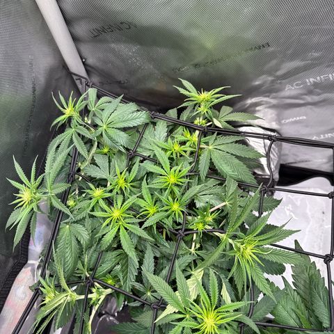 Super Silver Haze growlog timeline photo