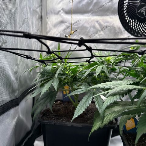 Super Silver Haze growlog timeline photo
