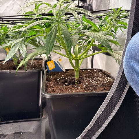 Super Silver Haze growlog timeline photo