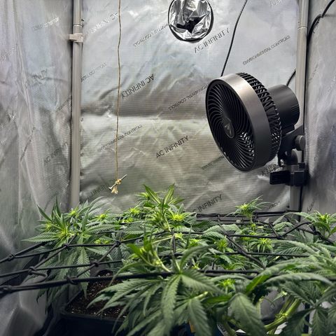 Super Silver Haze growlog timeline photo
