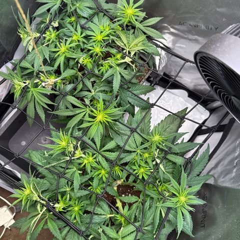 Super Silver Haze growlog timeline photo