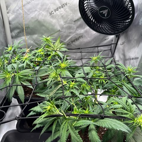 Super Silver Haze growlog timeline photo