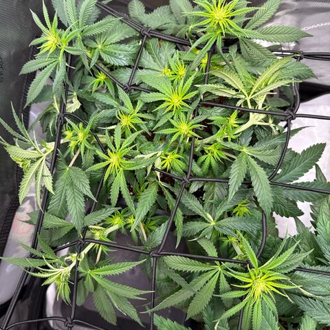 Super Silver Haze growlog timeline photo