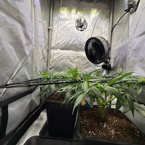 Super Silver Haze growlog timeline photo