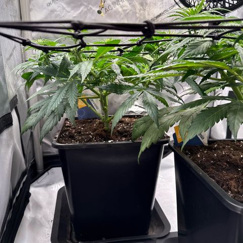 Super Silver Haze growlog timeline photo