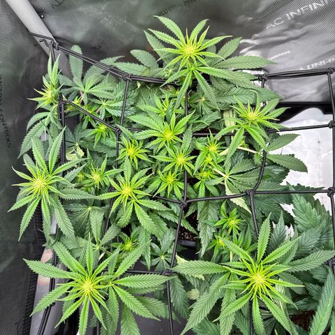 Super Silver Haze growlog timeline photo