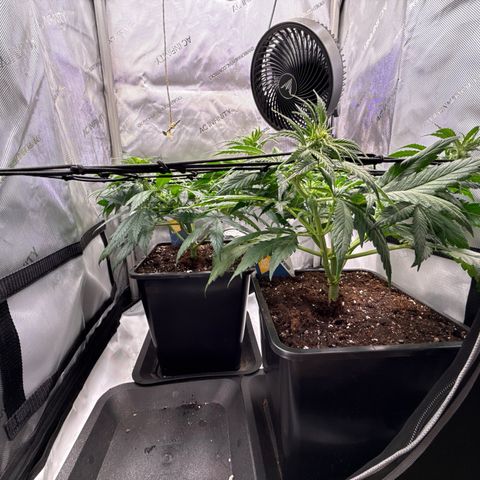 Super Silver Haze growlog timeline photo