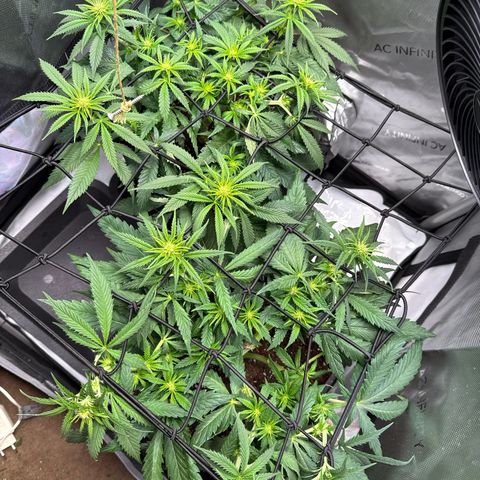 Super Silver Haze growlog timeline photo