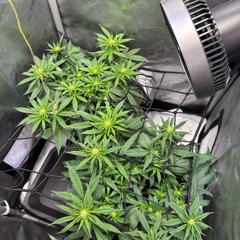 Super Silver Haze growlog timeline photo