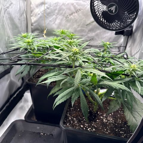 Super Silver Haze growlog timeline photo