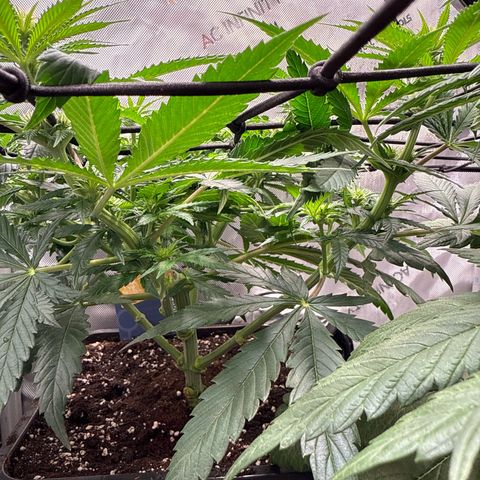 Super Silver Haze growlog timeline photo
