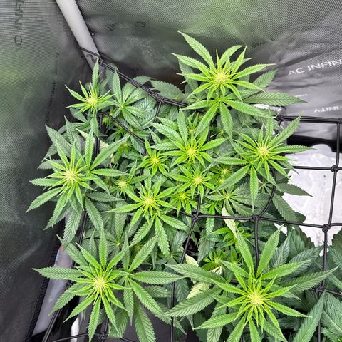 Super Silver Haze growlog timeline photo