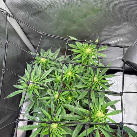 Super Silver Haze growlog timeline photo