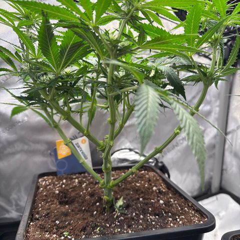 Super Silver Haze growlog timeline photo