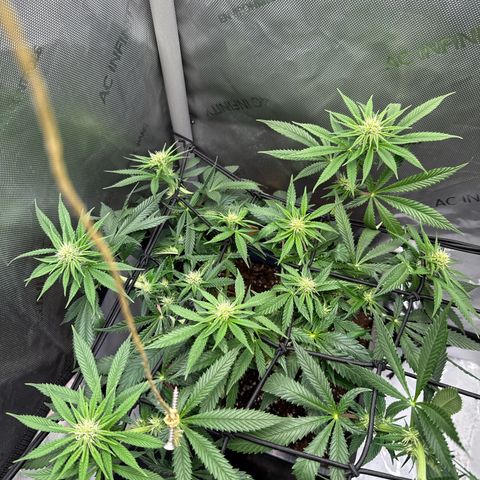 Super Silver Haze growlog timeline photo
