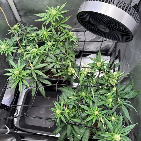 Super Silver Haze growlog timeline photo