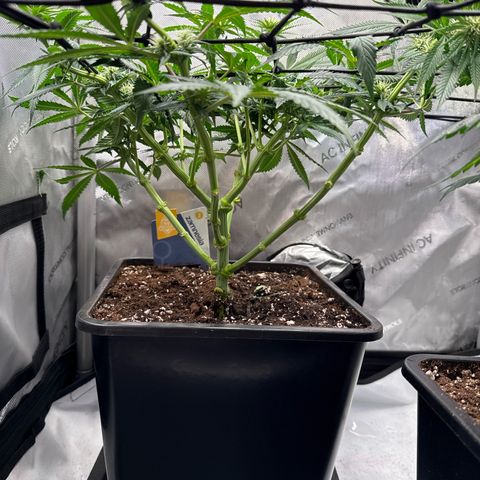 Super Silver Haze growlog timeline photo