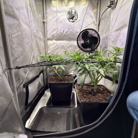 Super Silver Haze growlog timeline photo