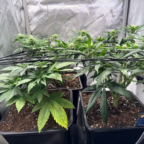 Super Silver Haze growlog timeline photo