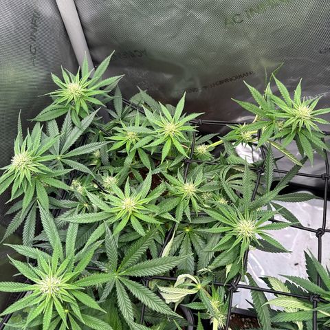 Super Silver Haze growlog timeline photo