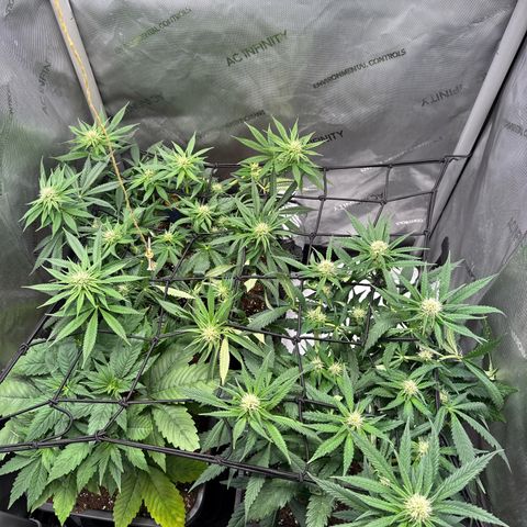 Super Silver Haze growlog timeline photo