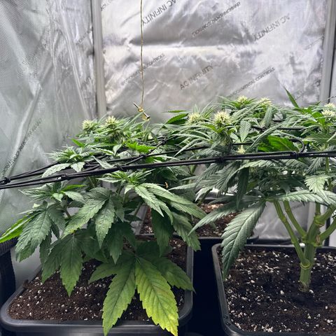 Super Silver Haze growlog timeline photo
