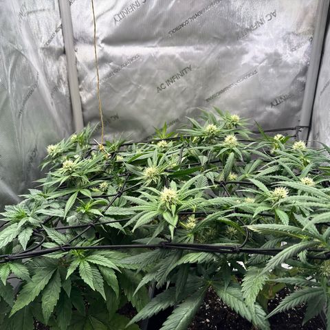 Super Silver Haze growlog timeline photo
