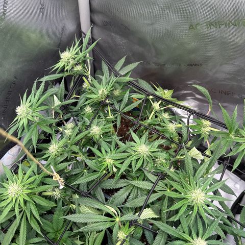 Super Silver Haze growlog timeline photo