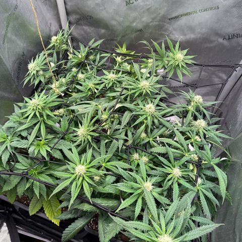 Super Silver Haze growlog timeline photo