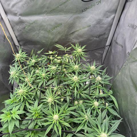 Super Silver Haze growlog timeline photo