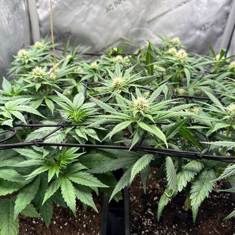 Super Silver Haze growlog timeline photo