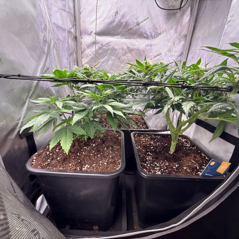 Super Silver Haze growlog timeline photo
