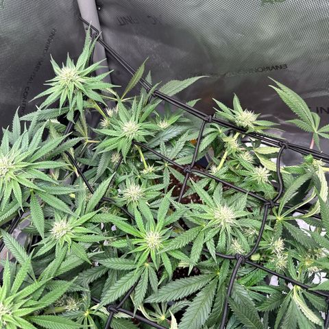 Super Silver Haze growlog timeline photo