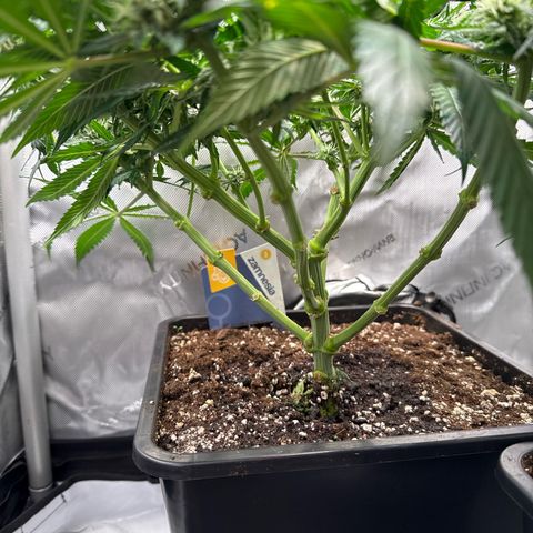 Super Silver Haze growlog timeline photo