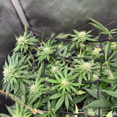 Super Silver Haze growlog timeline photo