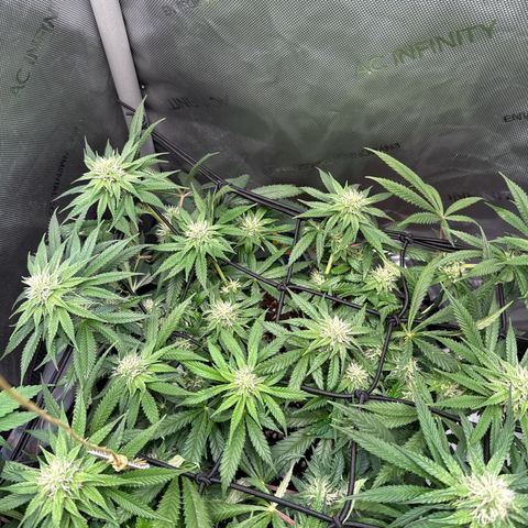 Super Silver Haze growlog timeline photo