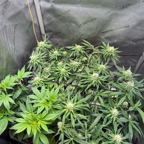 Super Silver Haze growlog timeline photo