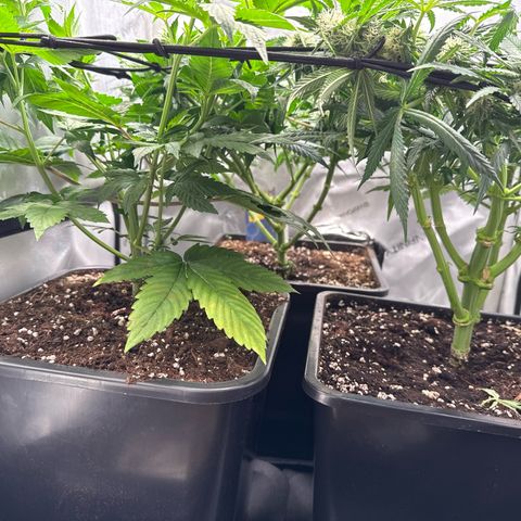 Super Silver Haze growlog timeline photo