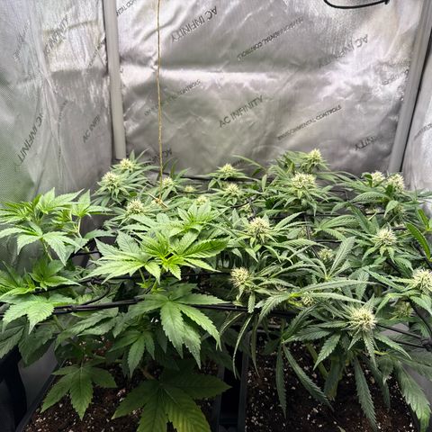 Super Silver Haze growlog timeline photo