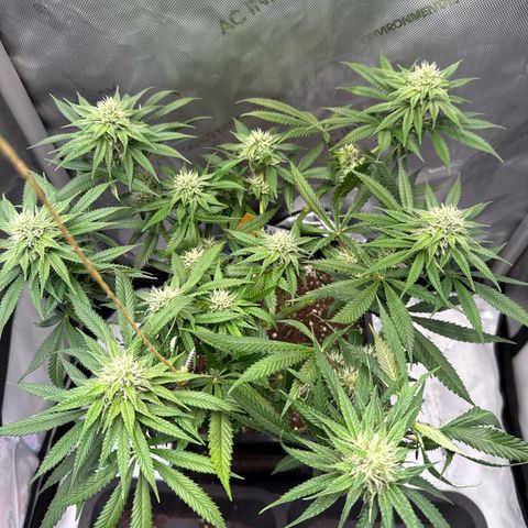 Super Silver Haze growlog timeline photo