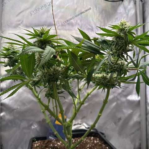 Super Silver Haze growlog timeline photo