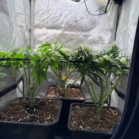 Super Silver Haze growlog timeline photo