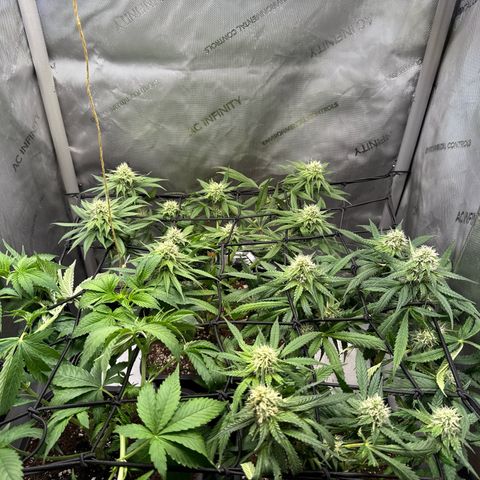 Super Silver Haze growlog timeline photo