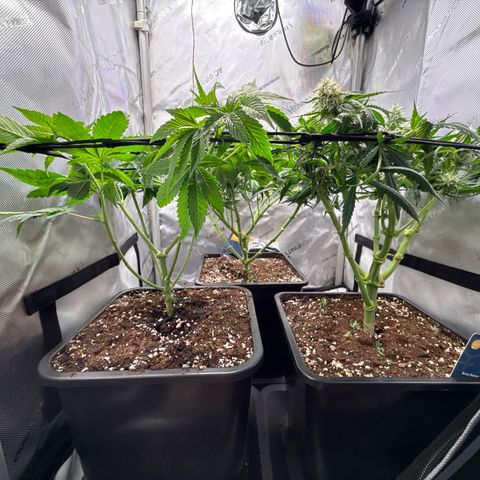 Super Silver Haze growlog timeline photo
