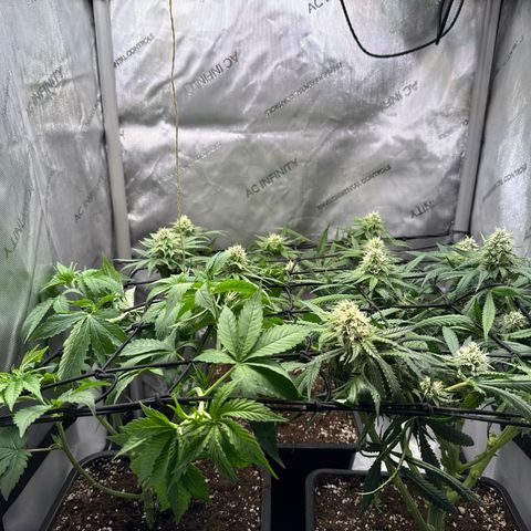 Super Silver Haze growlog timeline photo